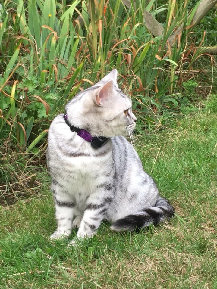 Cat Shock Collar - How Does an Invisible Cat Fence Work