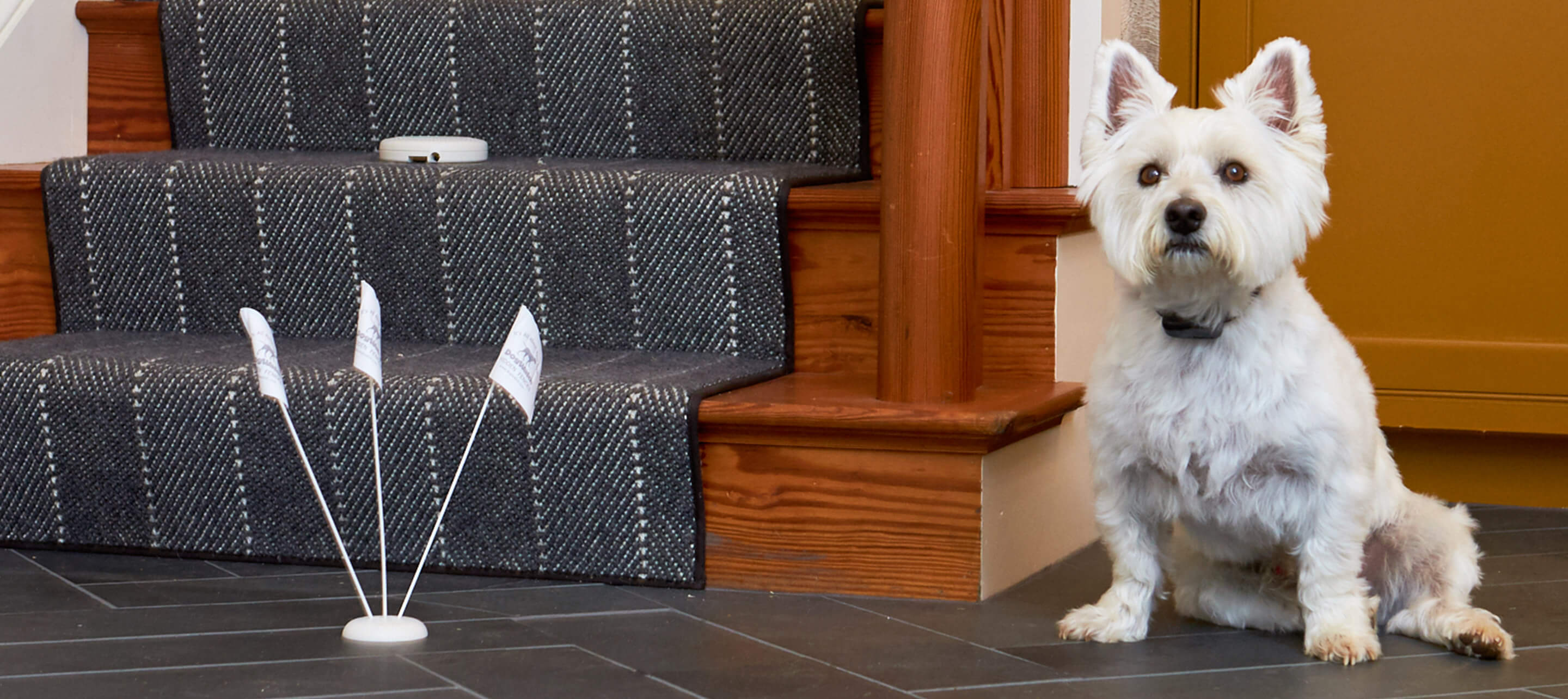 Indoor fence outlet dog