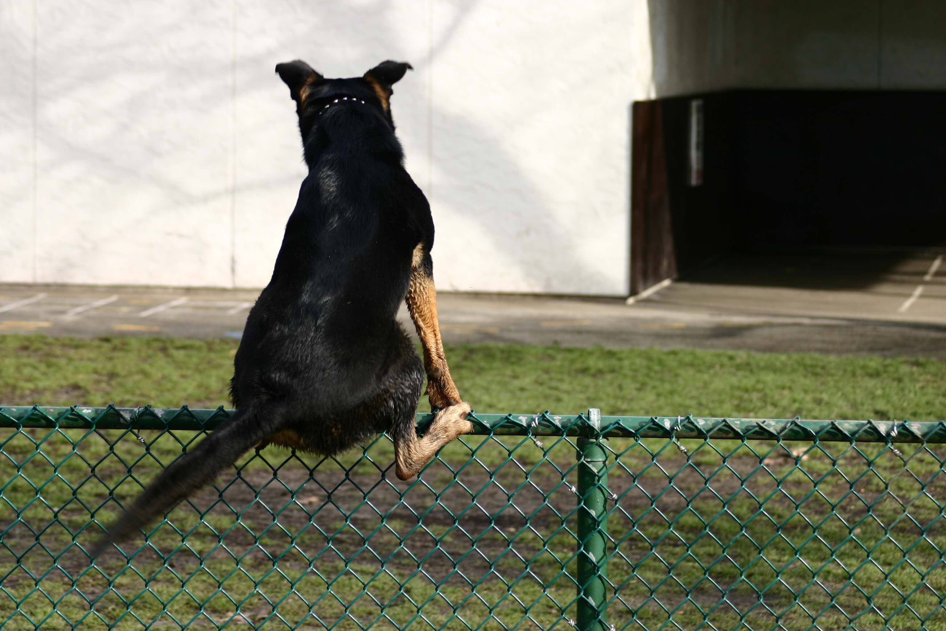 Dog on outlet fence