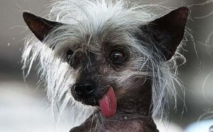 Owners opt for ‘ugly’ breeds of dog DogFence