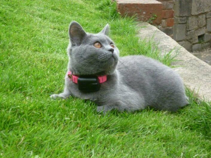 grey cat with cat fence collar grey cat with cat fence collar