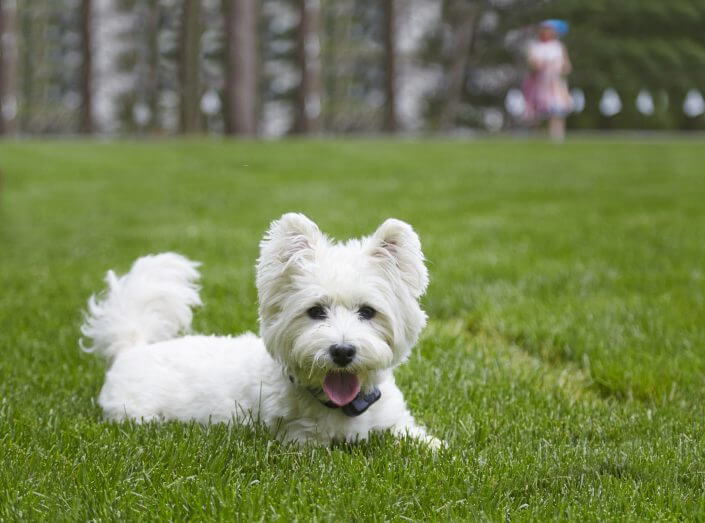 dog_with_m westie dog with dog fence collar