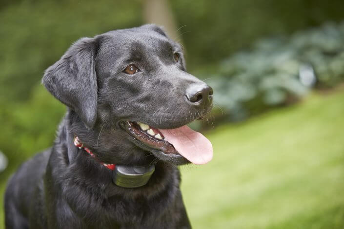 dog_with_r12 black dog with electric dog fence collar