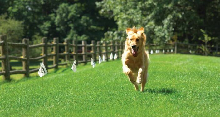 DWGoldenRunning golden retriever running