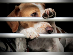 electronic dog fence