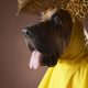 Dog wearing yellow raincoat