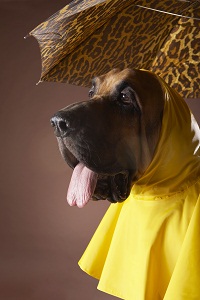 Dog wearing yellow raincoat