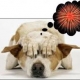 Dog that is scared of firework