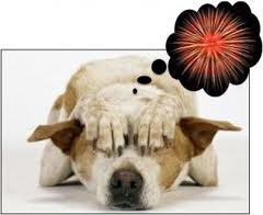 Dog and firework