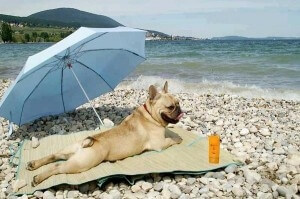 Dog on beach