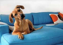 dog on a sofa