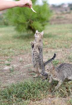 Feeding a wild cat