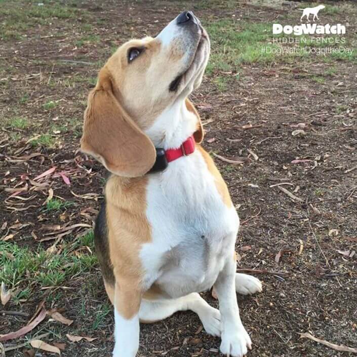 Beagle