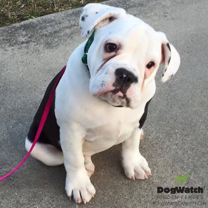 Bull dog