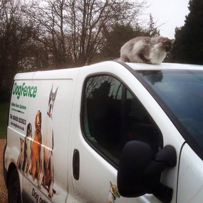 Cat on van cat sitting on top of van