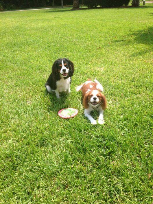 Cavalier King Charles Spaniels Cavalier King Charles Spaniels