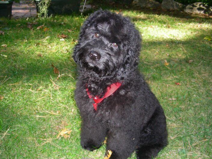 Cockerpoo Cockerpoo