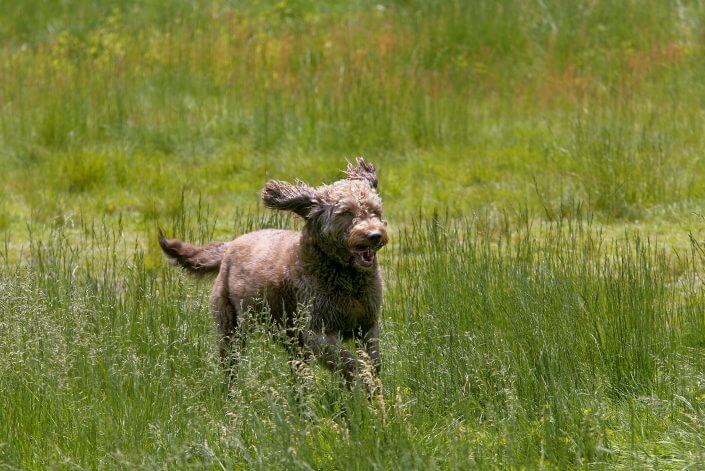 Labradoodle enjoying his freedom Labradoodle enjoying his freedom