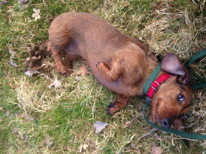 Dachshund lying Dachshund lying