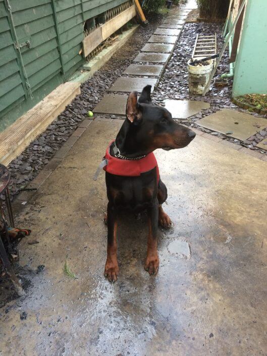 Doberman 2