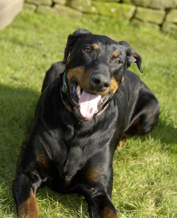 Doberman Doberman