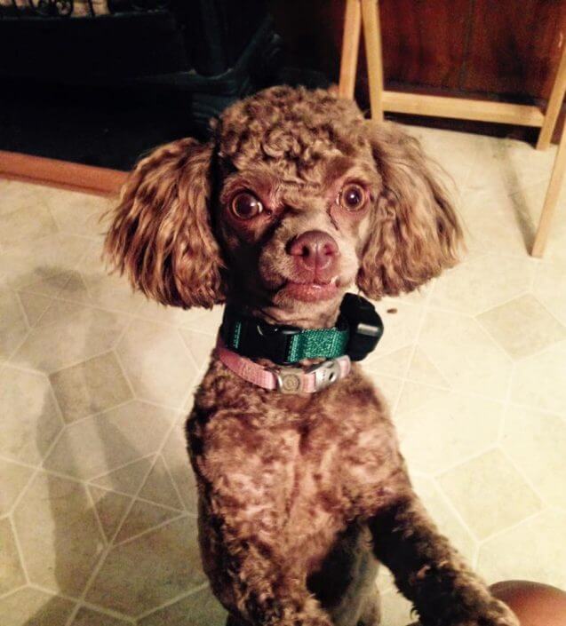 dog wearing collar for electric pet fence dog wearing collar for electric pet fence
