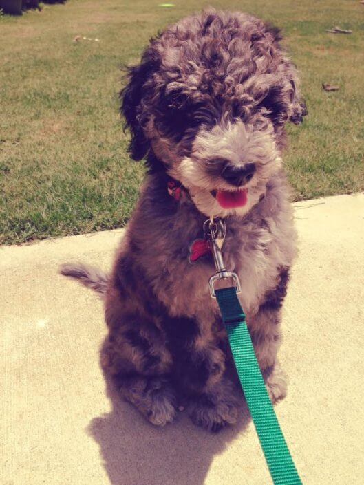 fluffy dog fluffy dog