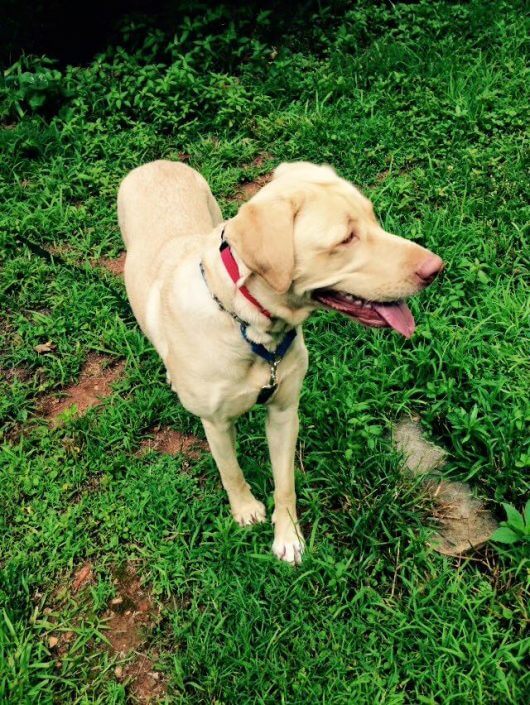 Dog in training for electric dog fence Dog in training for electric dog fence system