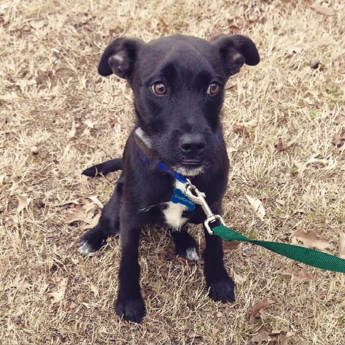 Cute puppy Cute puppy