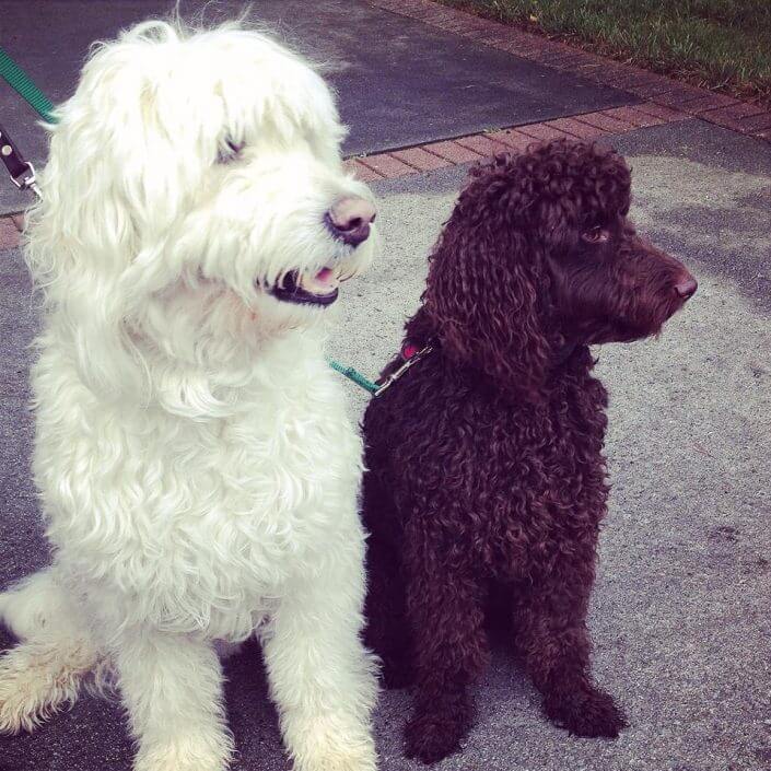 two dogs two dogs sat together