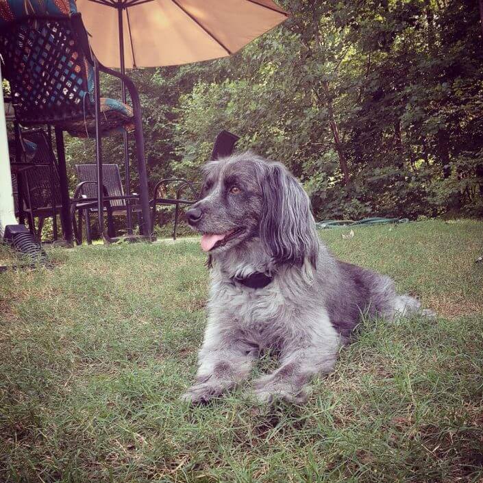 Dog sat on grass Dog sat on grass