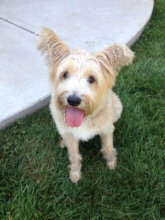 Happy dog Happy dog