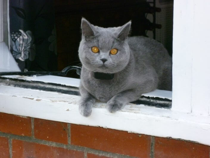 cat sitting in window cat sitting in window