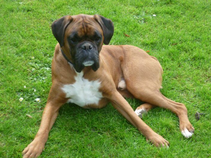 boxer dog boxer dog
