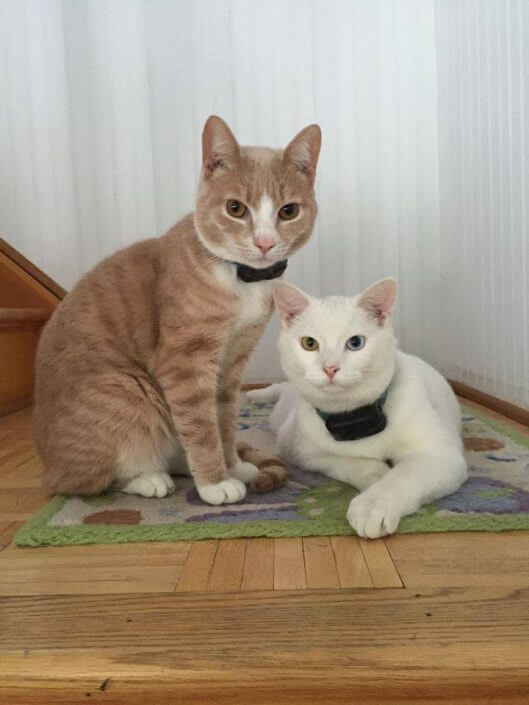 Young cats learning the indoor pet fence system Young cats learning the indoor pet fence system
