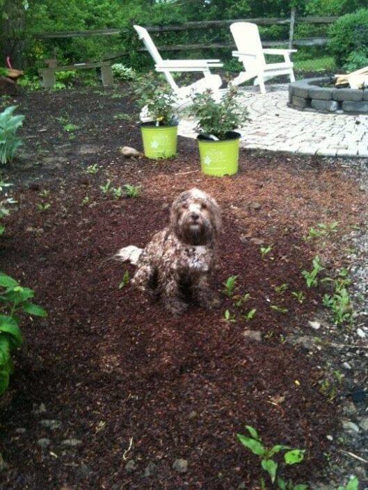 Dog playing in the mud Dog playing in the mud