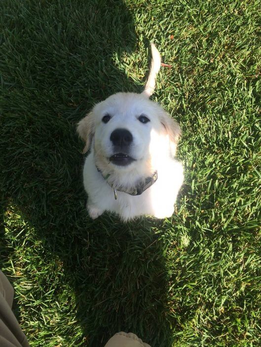 Cute dog Cute dog