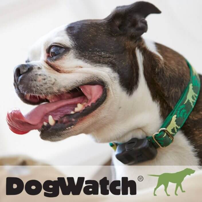 Boston Terrier wearing dog watch collar Boston Terrier wearing dog watch collar