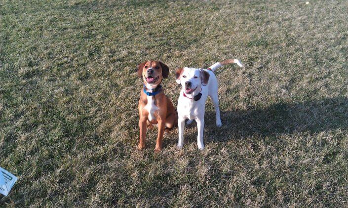 Happy dogs going through dog fence training Happy dogs going through dog fence training