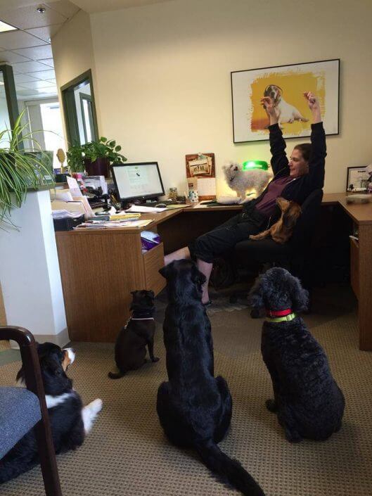 DogWatch office dogs DogWatch office dogs