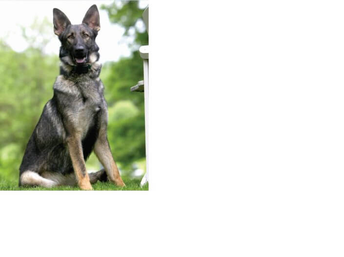 Gorgeous german shepherd Gorgeous german shepherd