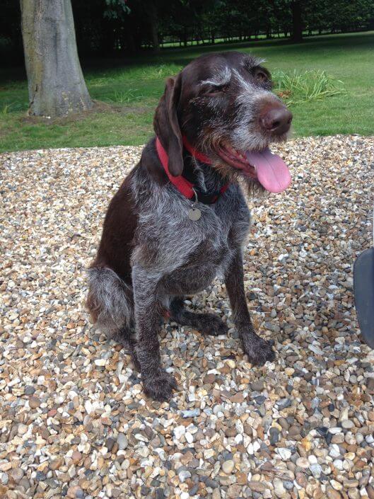 German Pointer Wire Haired German Pointer