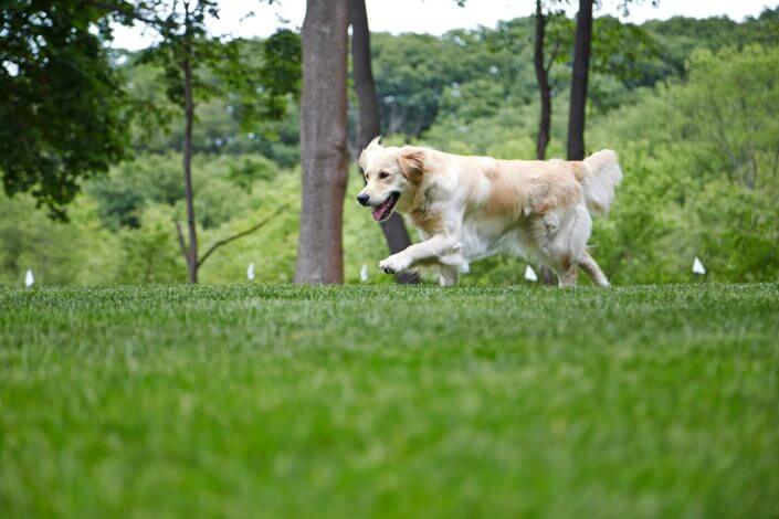Happy Retriever Happy Retriever learning hidden dog fence boundaries