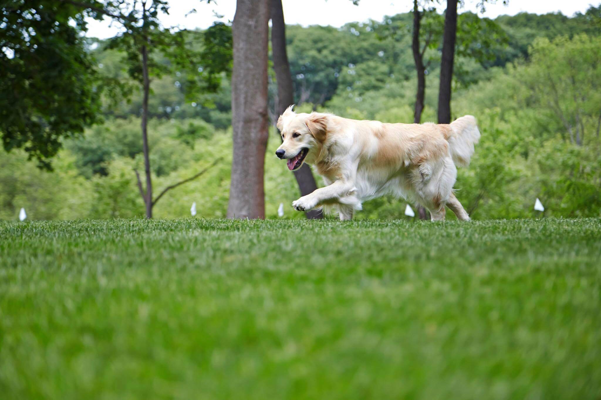 Plug in invisible fence for dogs best sale