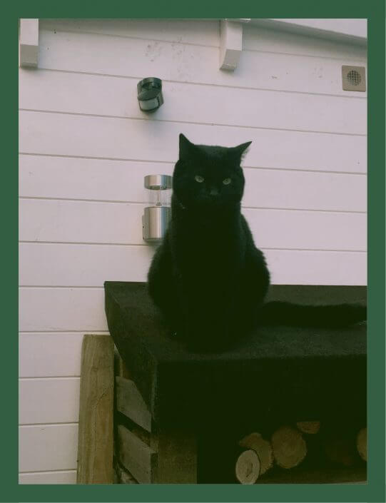 Cat sitting on log store Cat sitting on log store