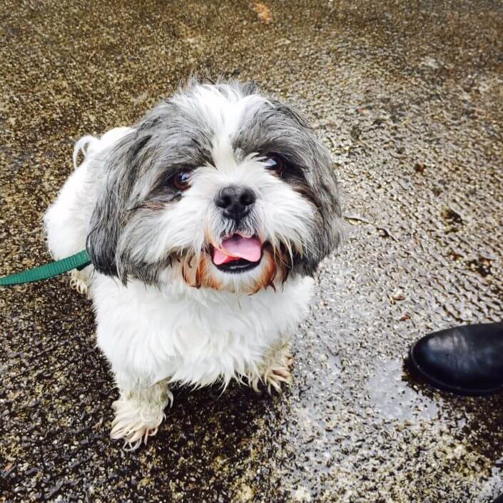 Adorable Shih tsu Adorable Shih tsu