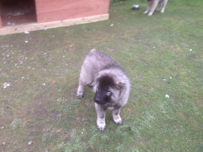 Caucasian Shepherd Puppy Caucasian Shepherd Puppy