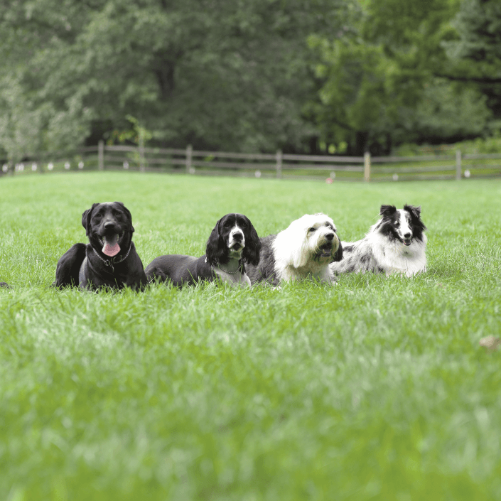Lab Spaniel, Sheepdog and Colle in the grass Lab Spaniel, Sheepdog and Colle in the grass