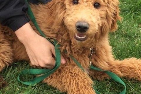 Labradoodle with training lead and dog fence collar