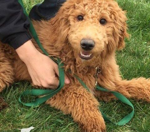 Labradoodle with training lead and dog fence collar